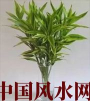 琼中十二生肖养什么植物最旺财运？你知道吗！